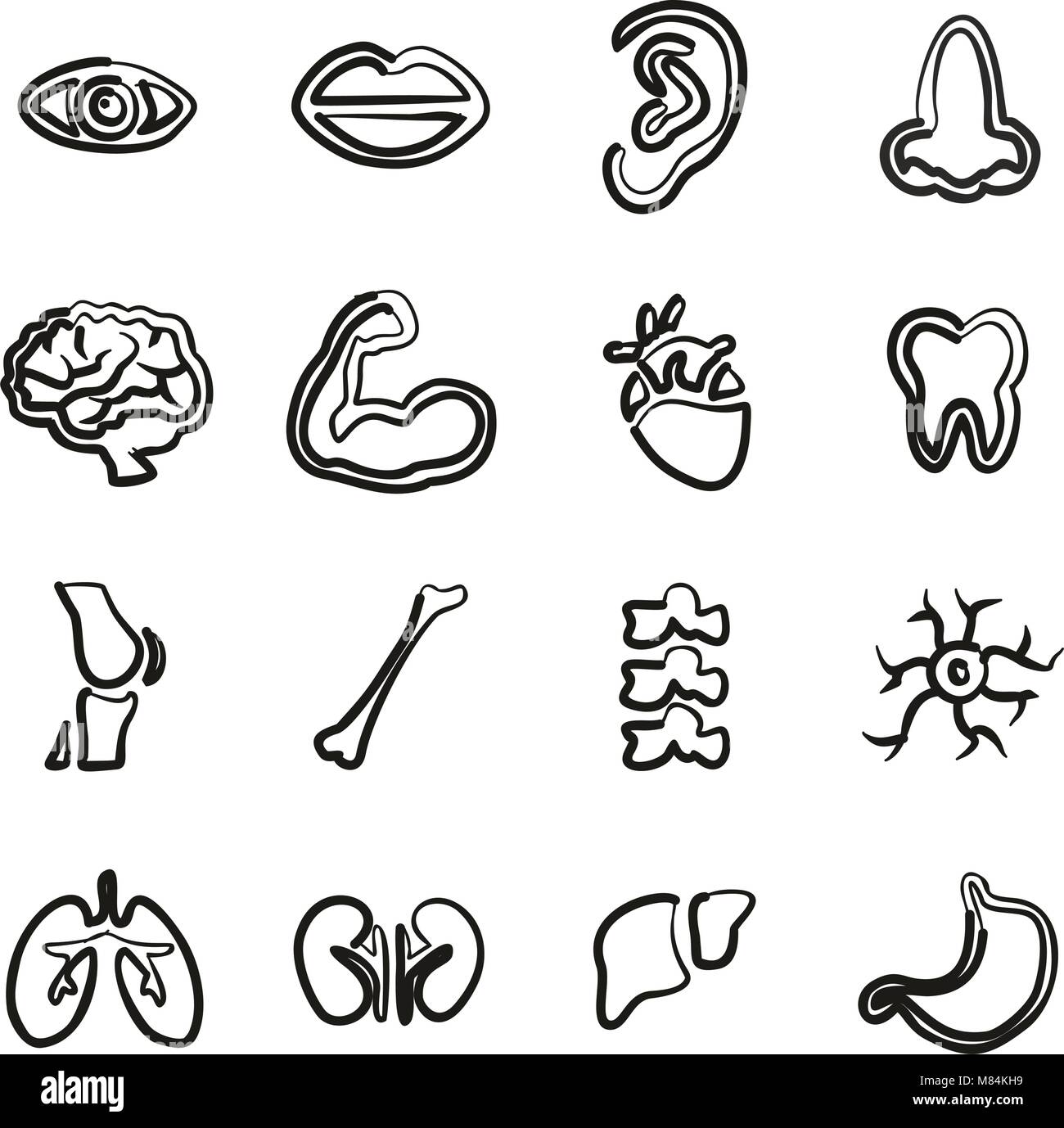 Human Anatomy Icons Freehand Stock Vector Image & Art - Alamy