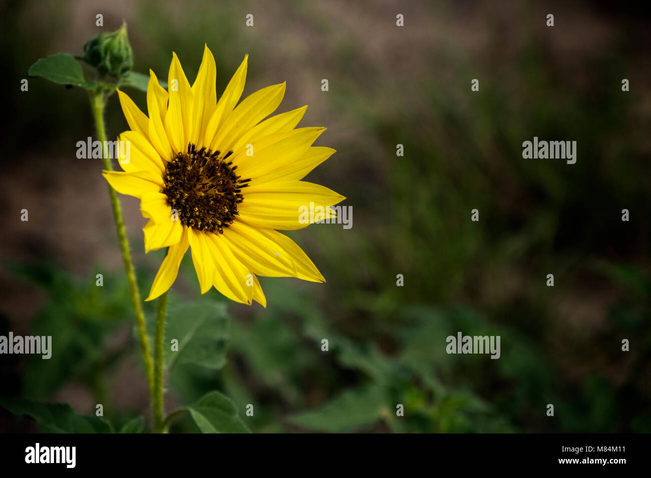Wild Sunflower growing in an open field near Weslaco, Texas. Stock Photo
