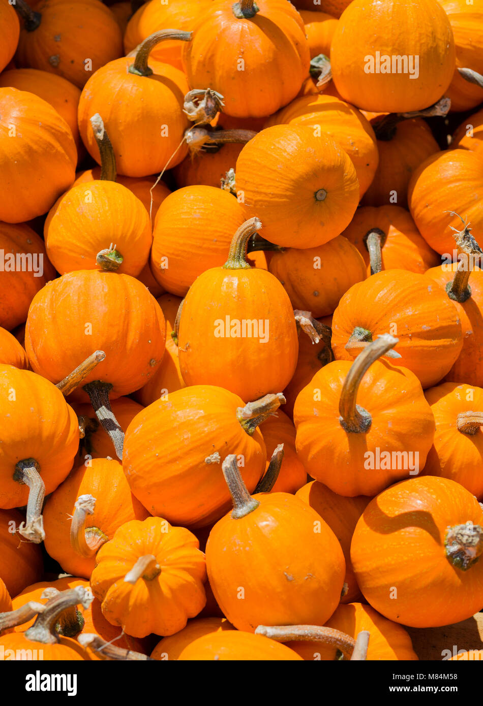 A Heap of Ripe Pumpkins on a Sunny Day in Fall Stock Photo