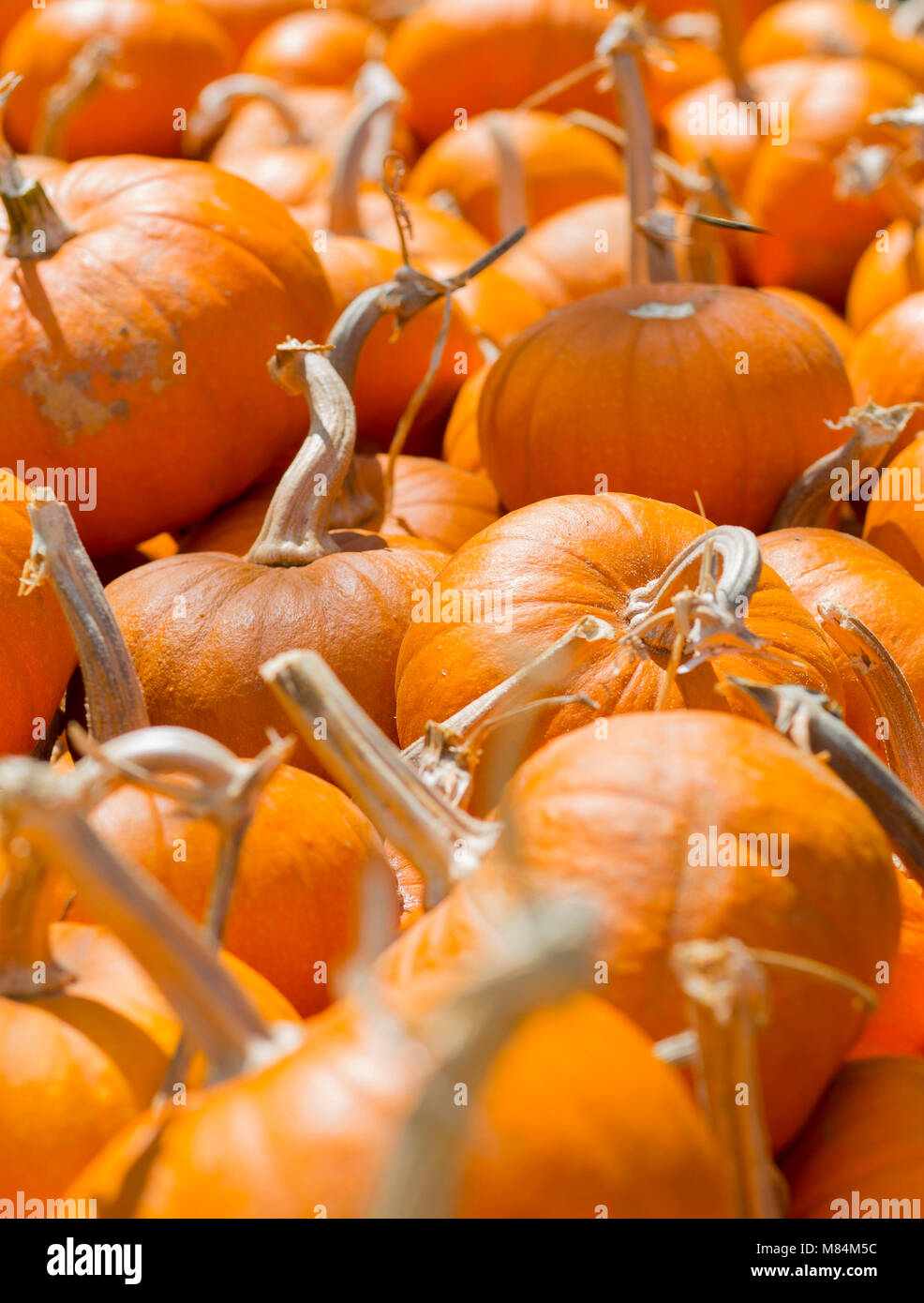 A Heap of Ripe Pumpkins on a Sunny Day in Fall Stock Photo