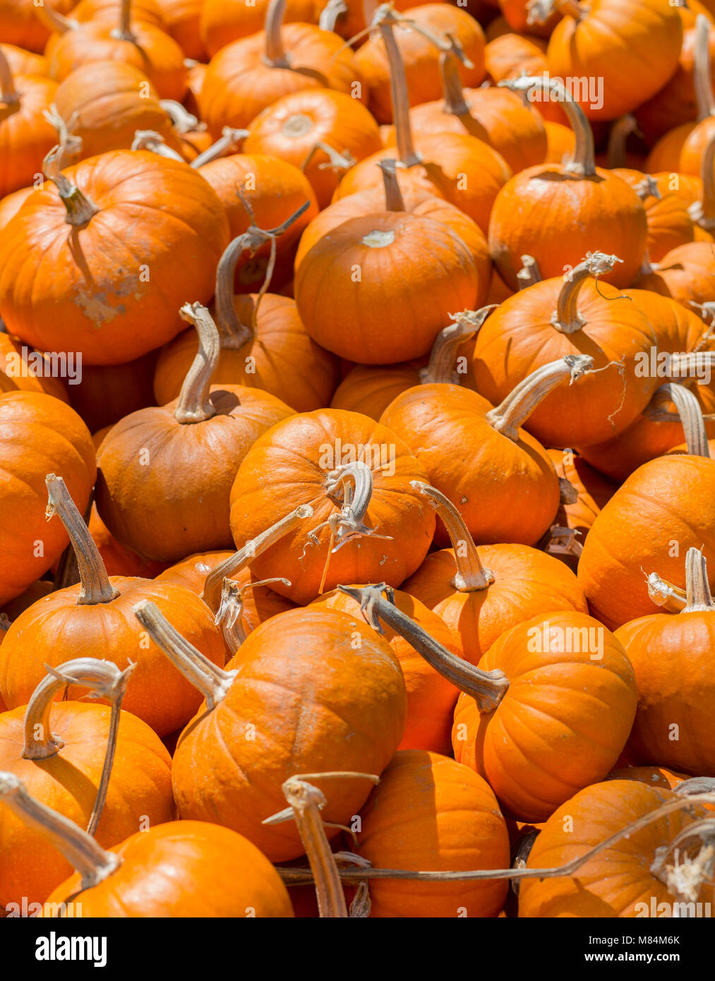 A Heap of Ripe Pumpkins on a Sunny Day in Fall Stock Photo