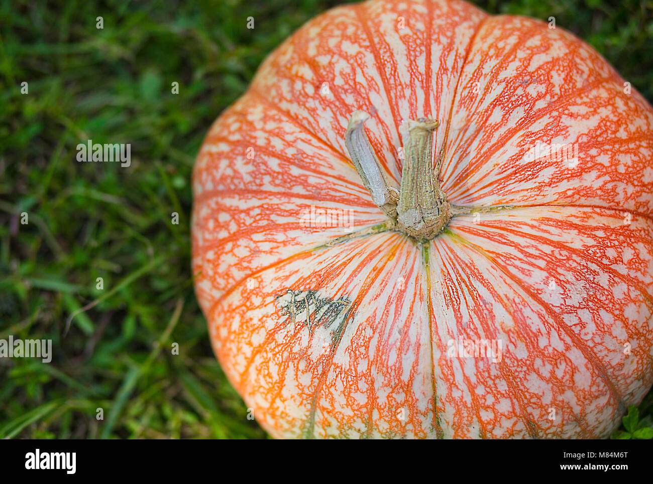 Unique Looking Pumpkin on Green Grass Stock Photo