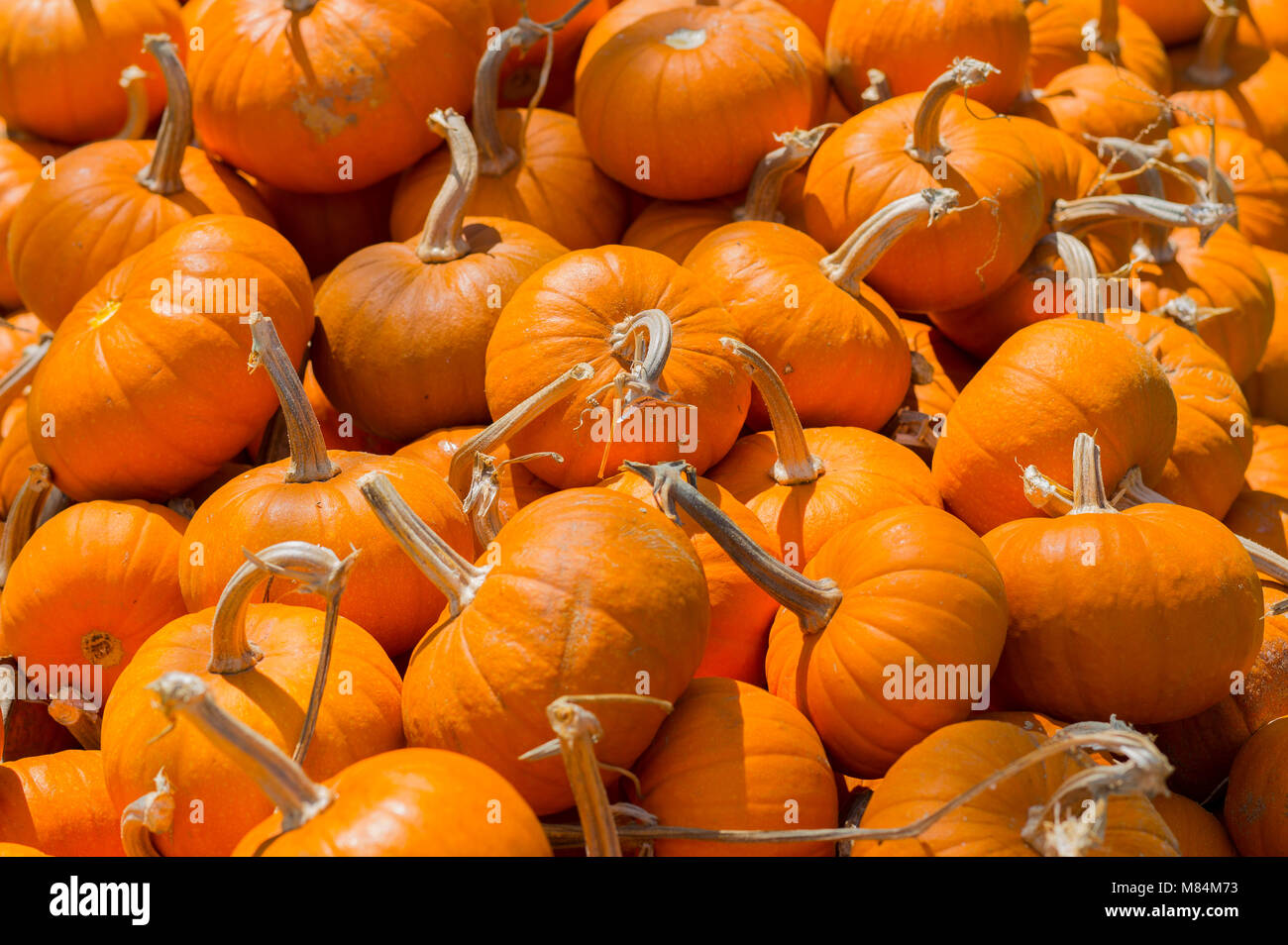 A Heap of Ripe Pumpkins on a Sunny Day in Fall Stock Photo