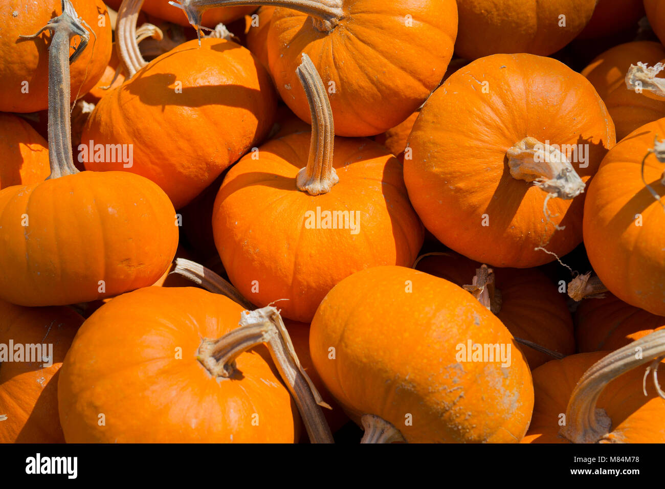 Pumpkin Is Ripe Traditions ripe hi-res stock photography and images - Alamy