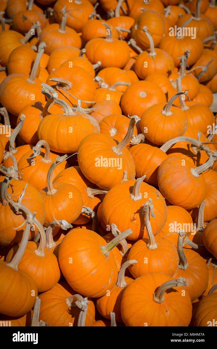 A Heap of Ripe Pumpkins on a Sunny Day in Fall Stock Photo