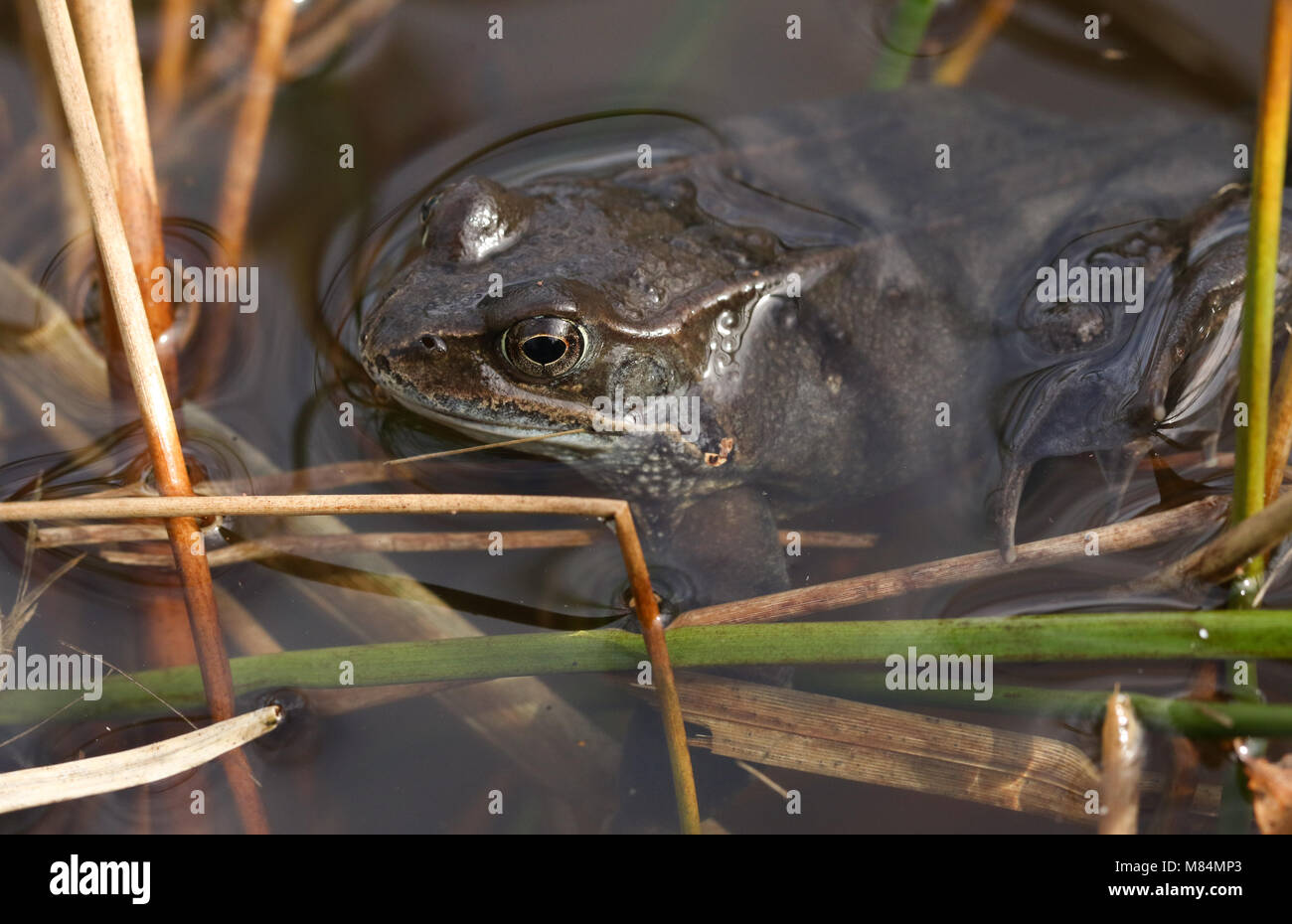 A Common Frog (Rana temporaria) just out of hibernation in spring ...