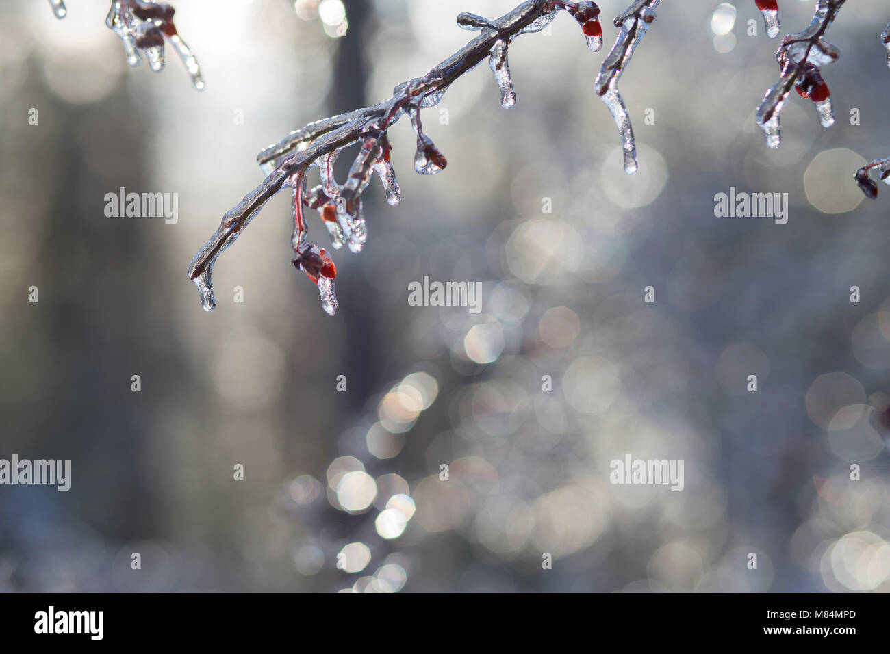Bare Branches of a Burning Bush  Encased in Ice on a Cold Winter Day Stock Photo