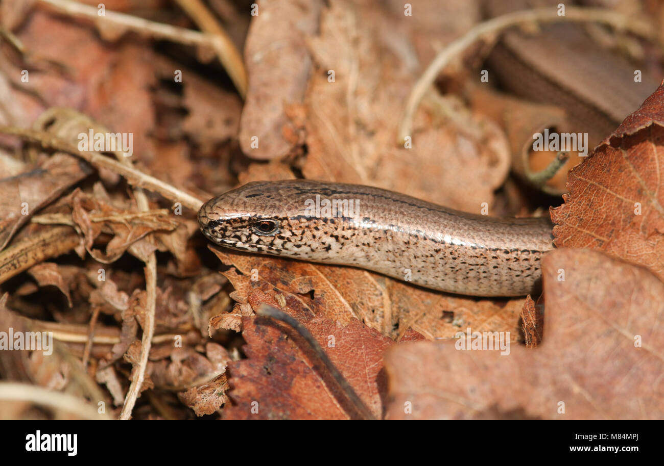 A head shot of a beautiful Slow worm (Anguis fragilis) poking its head out of leaves on the ground. It is warming itself in the spring sunshine. Stock Photo