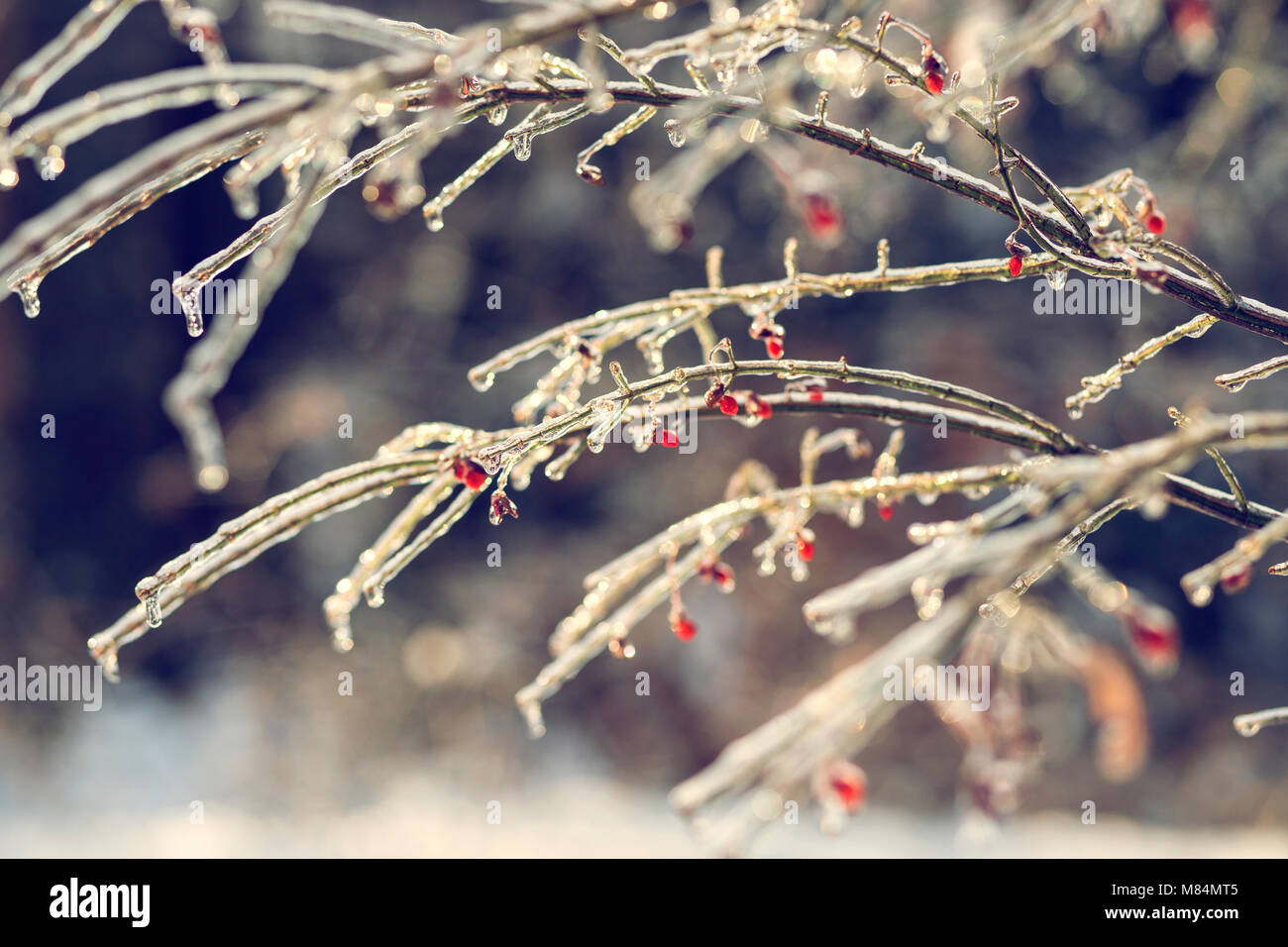 Bare Branches of a Burning Bush  Encased in Ice on a Cold Winter Day Stock Photo