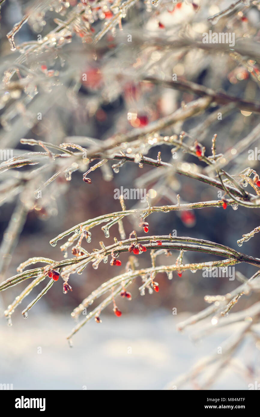 Bare Branches of a Burning Bush  Encased in Ice on a Cold Winter Day Stock Photo