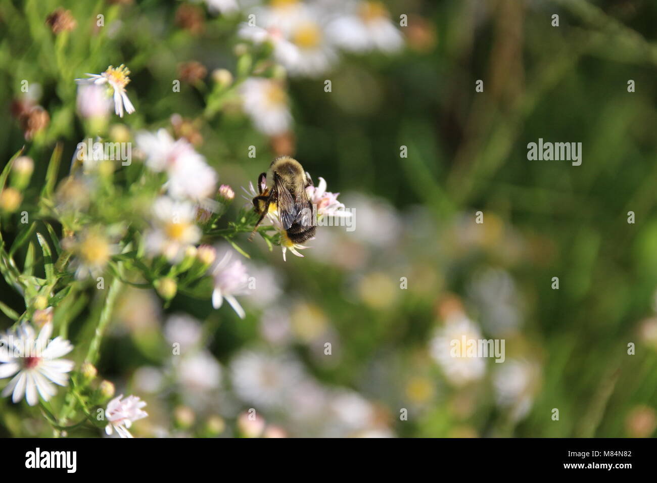 This pollen smells great. Yellow and black Bumblebee checking out sweet