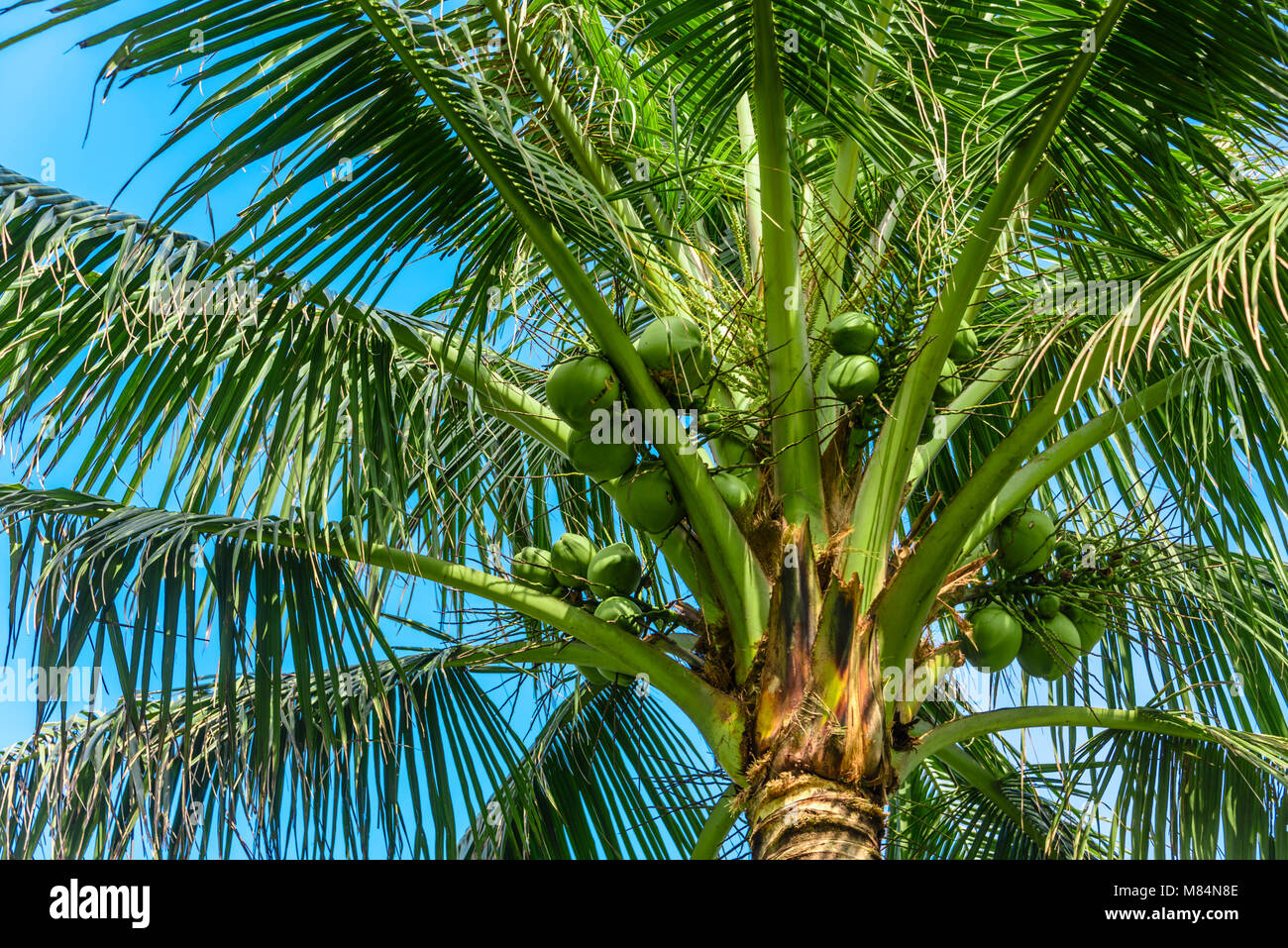 Coconuts seeds hires stock photography and images Alamy