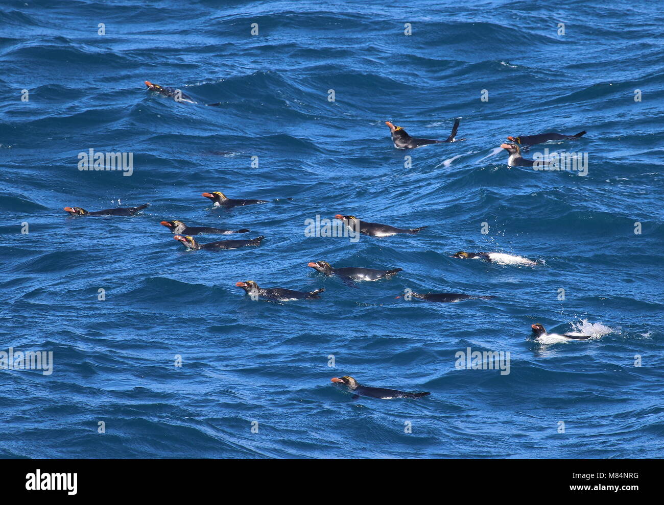 Macaroni penguin swimming hi-res stock photography and images - Alamy