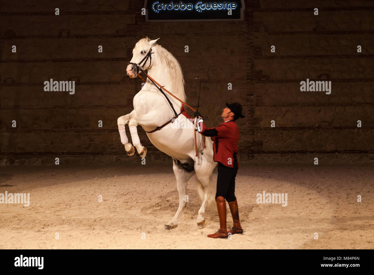 Rampant Horse Stock Photos & Rampant Horse Stock Images Alamy