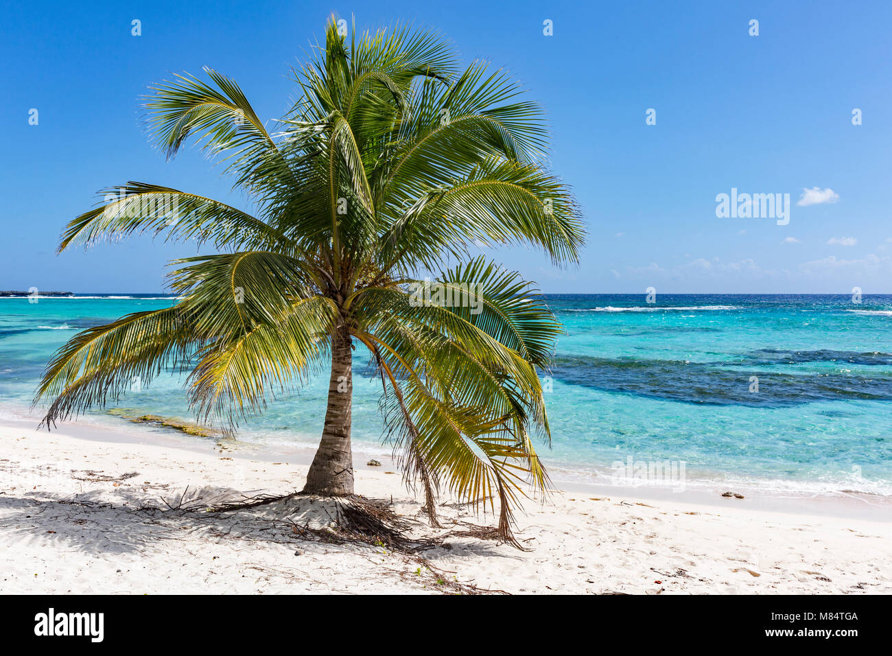 A lone plam tree on Spotts Beach in Savannah on the South side of Grand Cayman, Cayman Islands Stock Photo