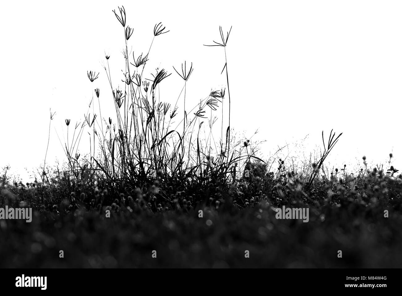 silhouette grass white background Stock Photo - Alamy