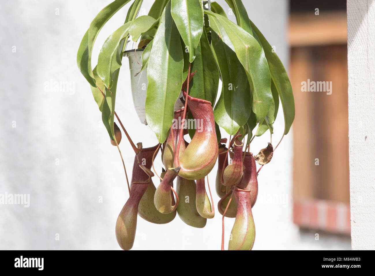 Pitcher plant is a carnivorous plants which has leaves known as pitfall traps a prey-trapping mechanism featuring a cavity filled with digestive liquid Stock Photo