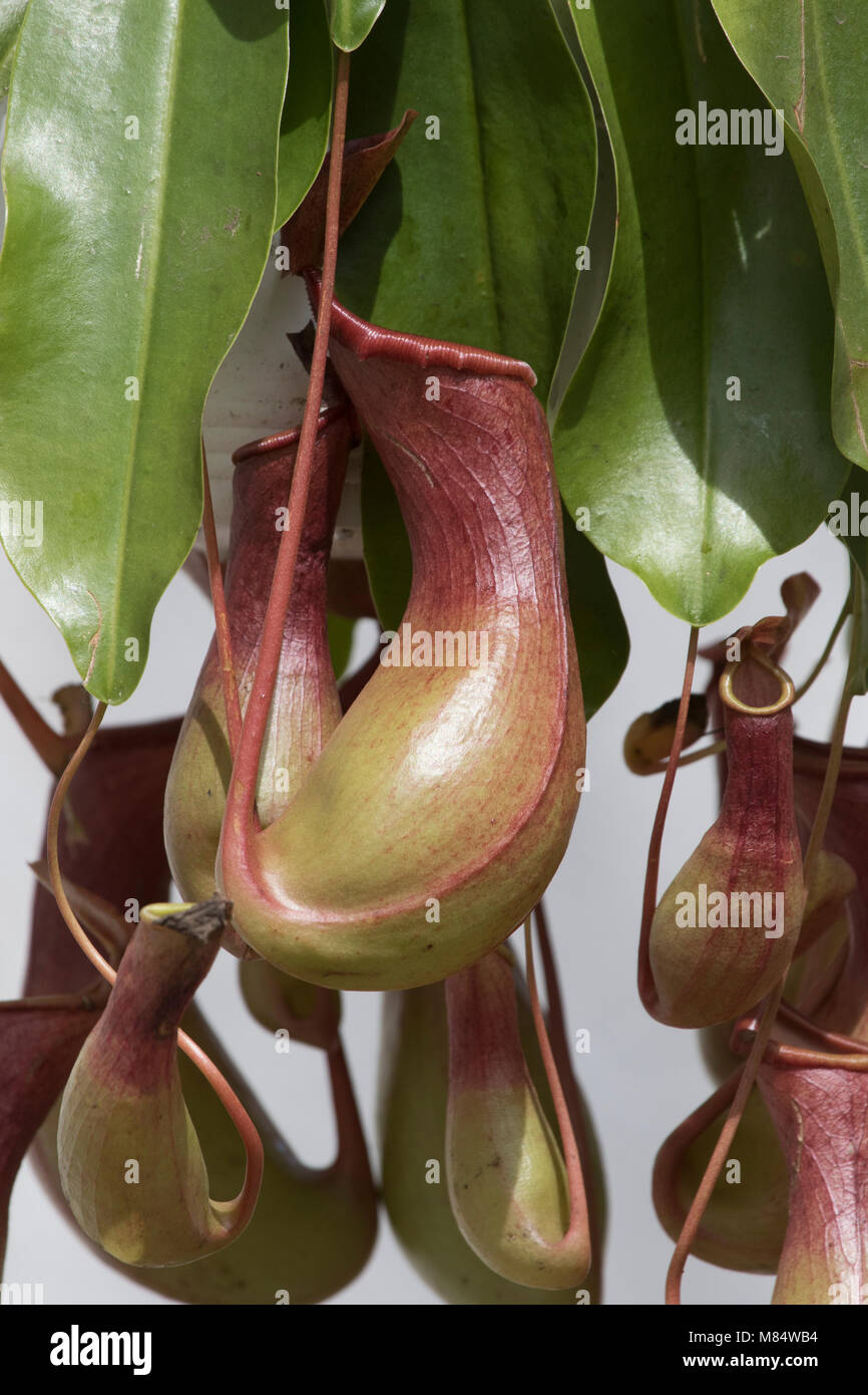 Pitcher plant is a carnivorous plants which has leaves known as pitfall traps a prey-trapping mechanism featuring a cavity filled with digestive liquid Stock Photo