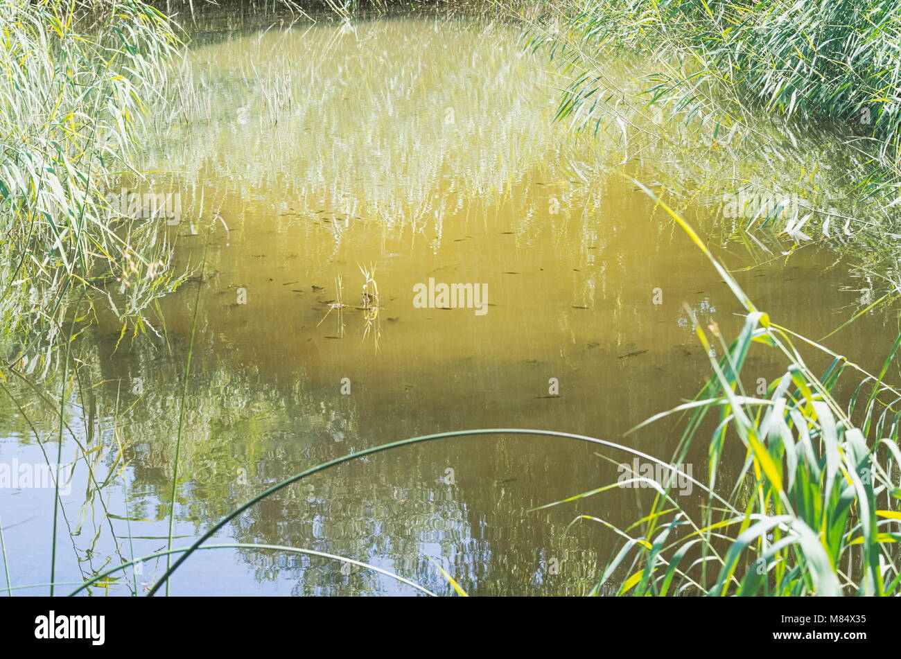 Small Brown Water Pond with Reeds and Fishes Stock Photo - Alamy