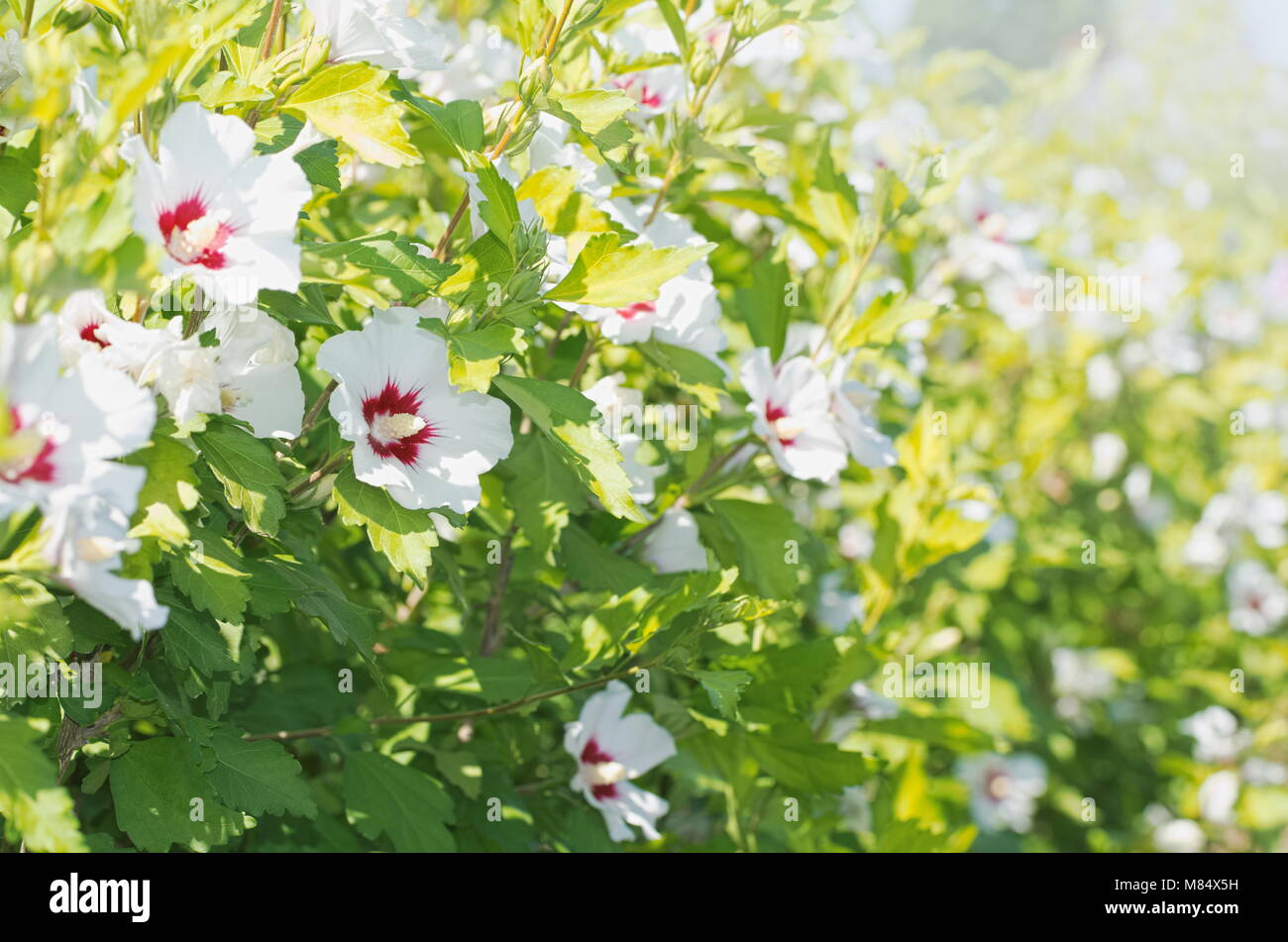 White Hibiscus Syriacus Flowers Wall on a Sunny Day Stock Photo