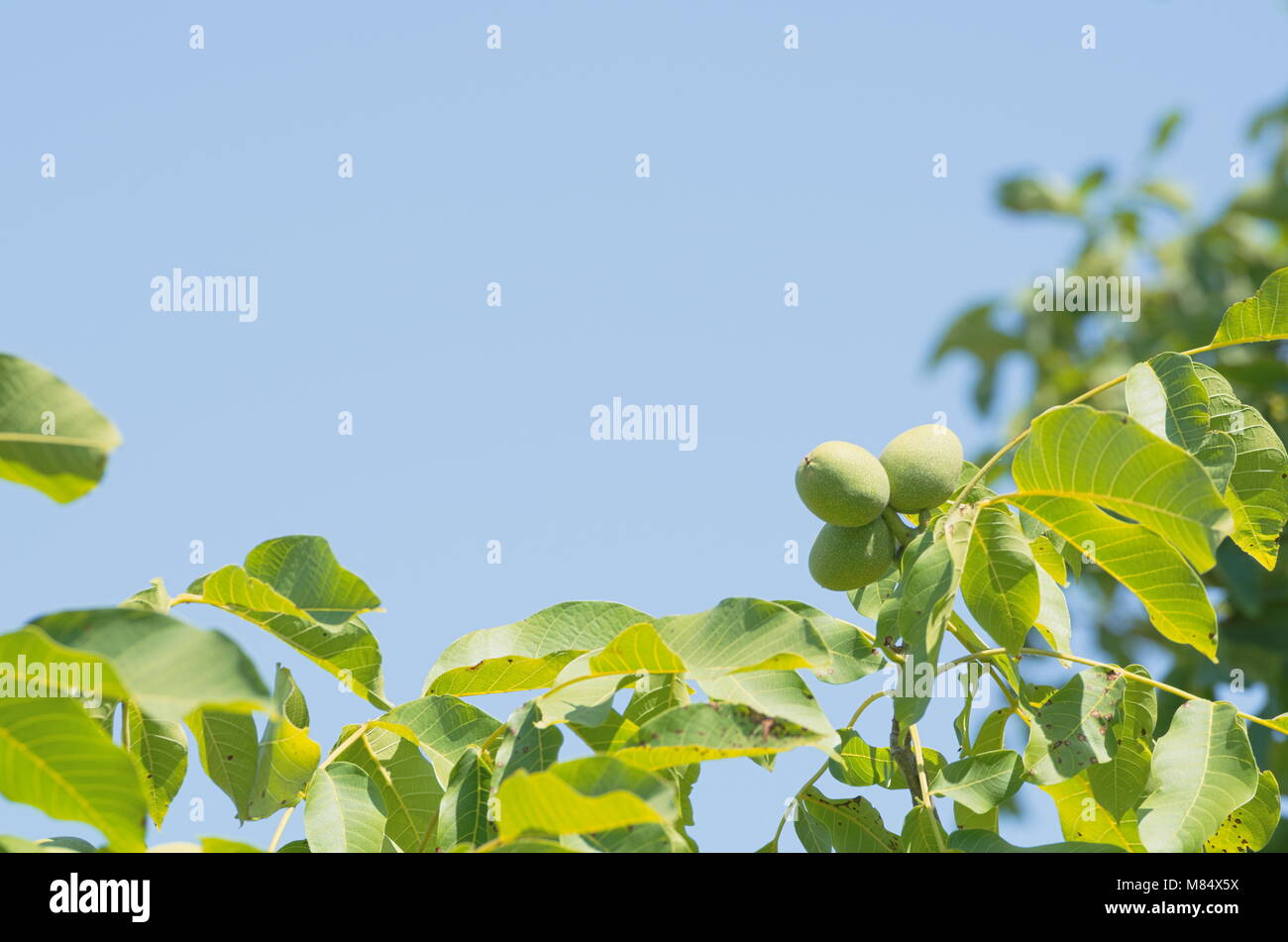 Walnut Tree Closeup and Clear Blue Sky Stock Photo