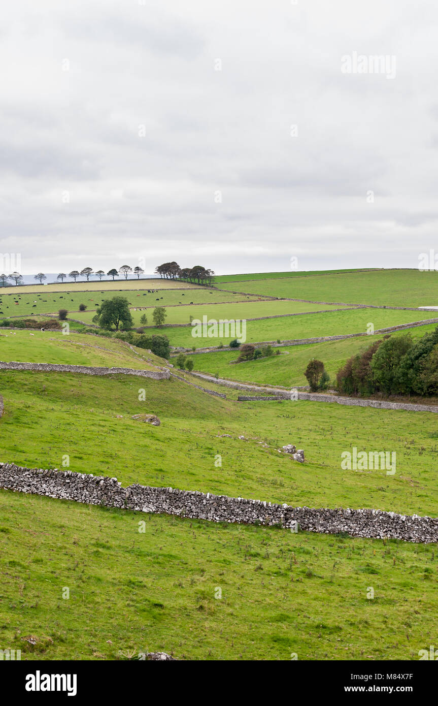 Typical view of fields lined with stone walls in Peak District, UK Stock Photo