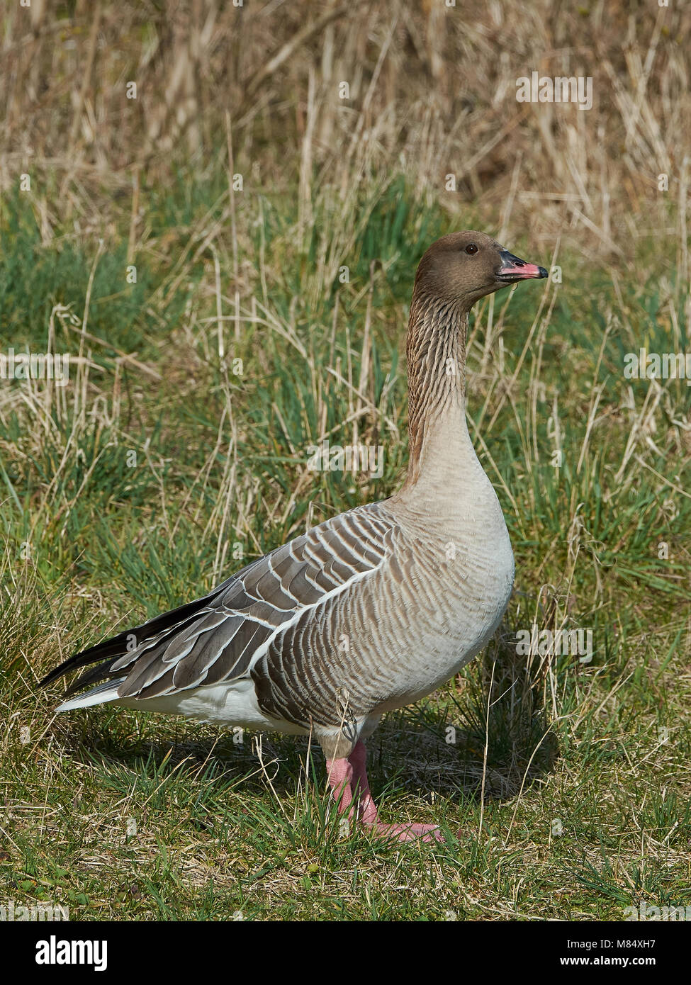 Pink-footed goose in its natural habitat, Denmark Stock Photo - Alamy