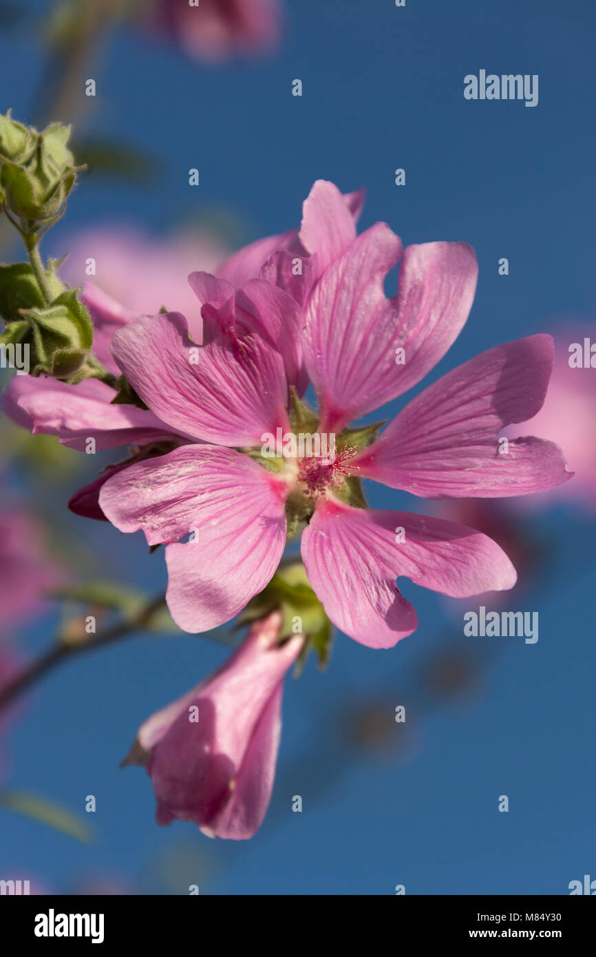 Picturesque close up view of a pink lavatera in full bloom, in an English garden in the county of Cheshire. Stock Photo