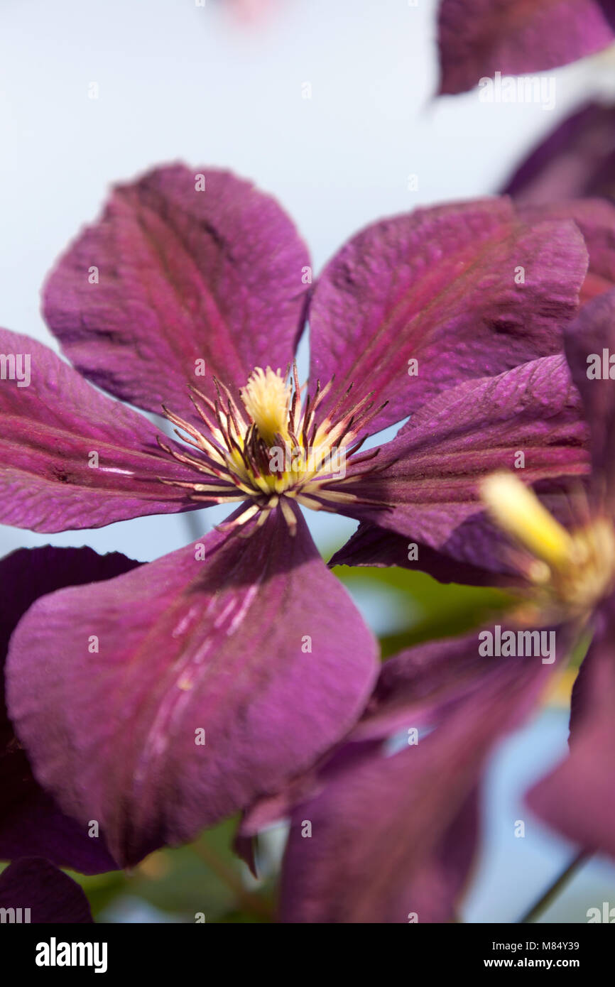 Picturesque close up view of a purple clematis in full bloom, in an English garden in the county of Cheshire. Stock Photo