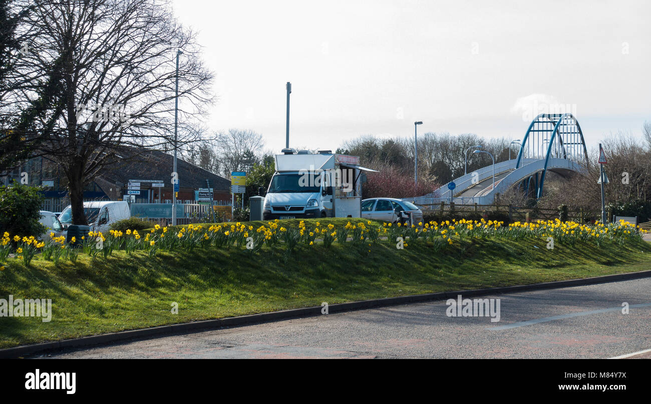 Yellow daffodil drift at entrance to business park Milton Cambridge Stock Photo