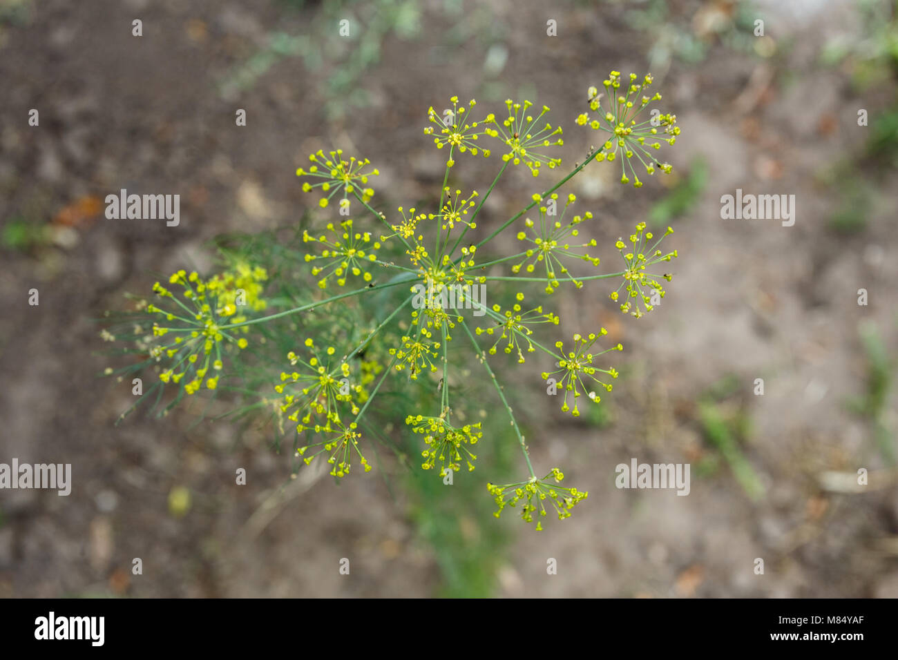 Umbrella dill hires stock photography and images Alamy
