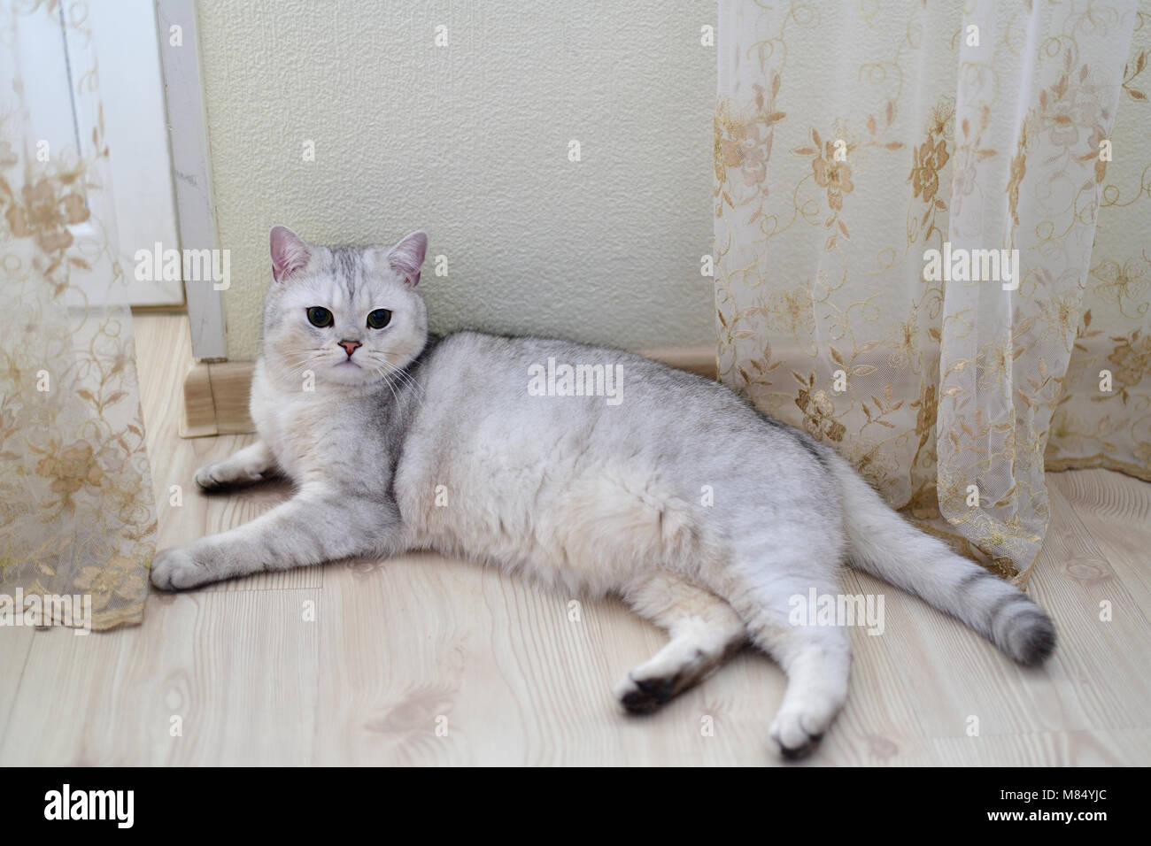 white Scottish pristine purebred cat lying on floor in room Stock Photo