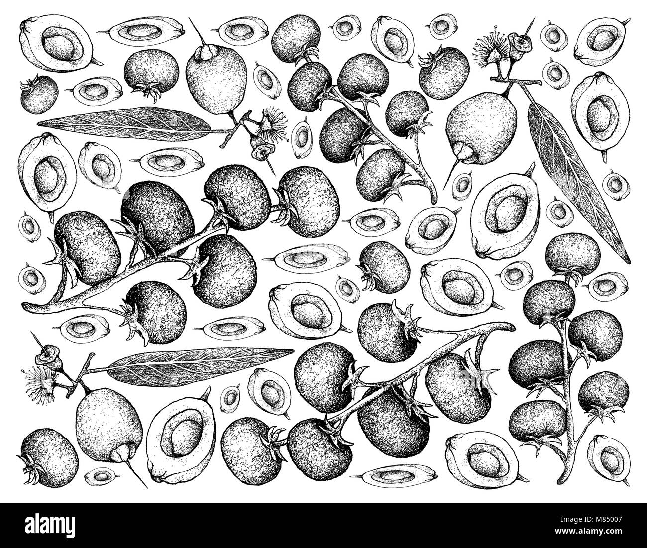 Tropical Fruits, Illustration Wallpaper Background of Hand Drawn Sketch Bunch of Ripe Grape Tomato and Mountain Apple, Malabar Plum, Water Rose Apple  Stock Photo