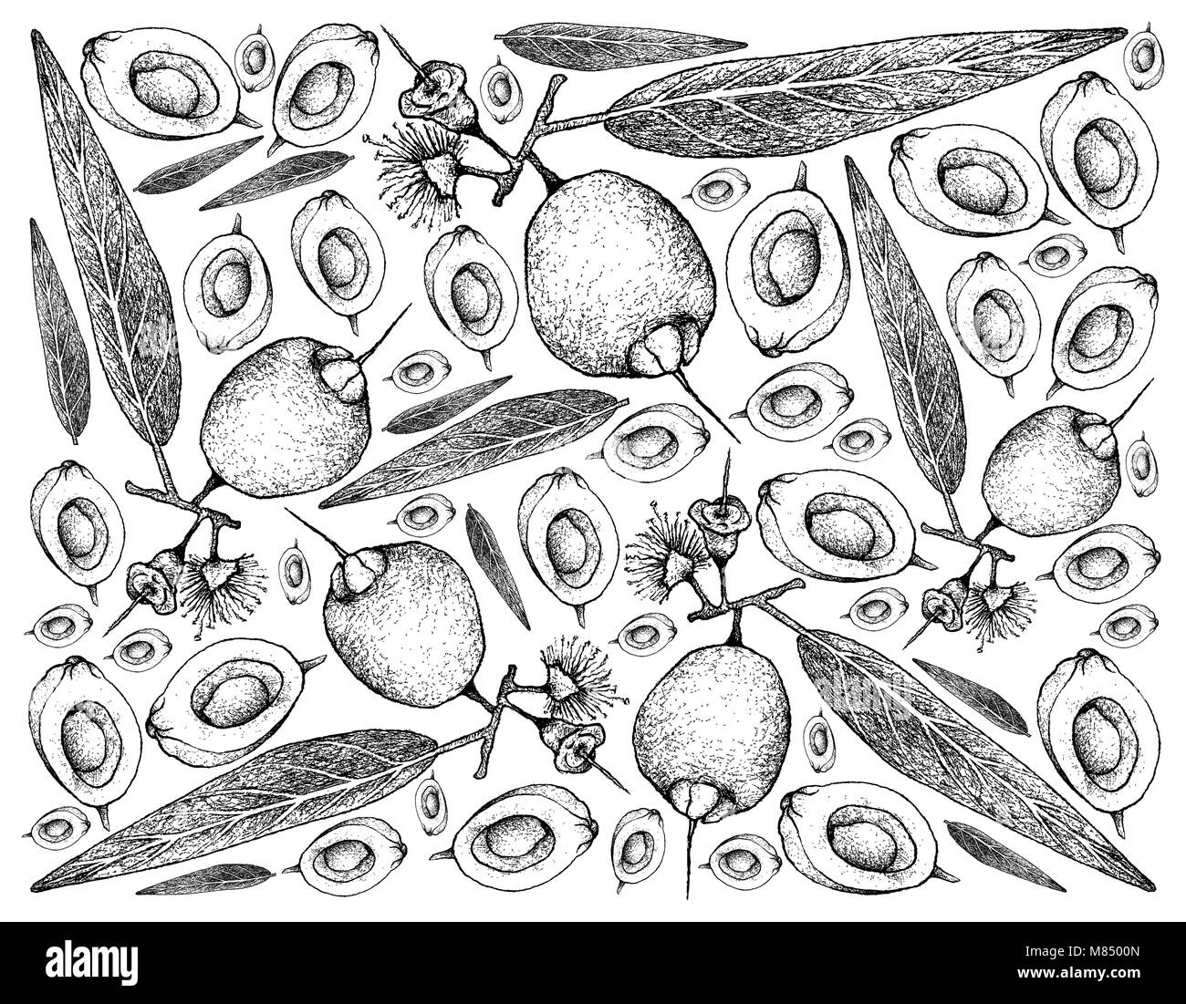 Tropical Fruits, Illustration Wallpaper Background Hand Drawn Sketch of Mountain Apple, Malabar Plum, Water Rose Apple or Syzygium Jambos Fruits Isola Stock Photo