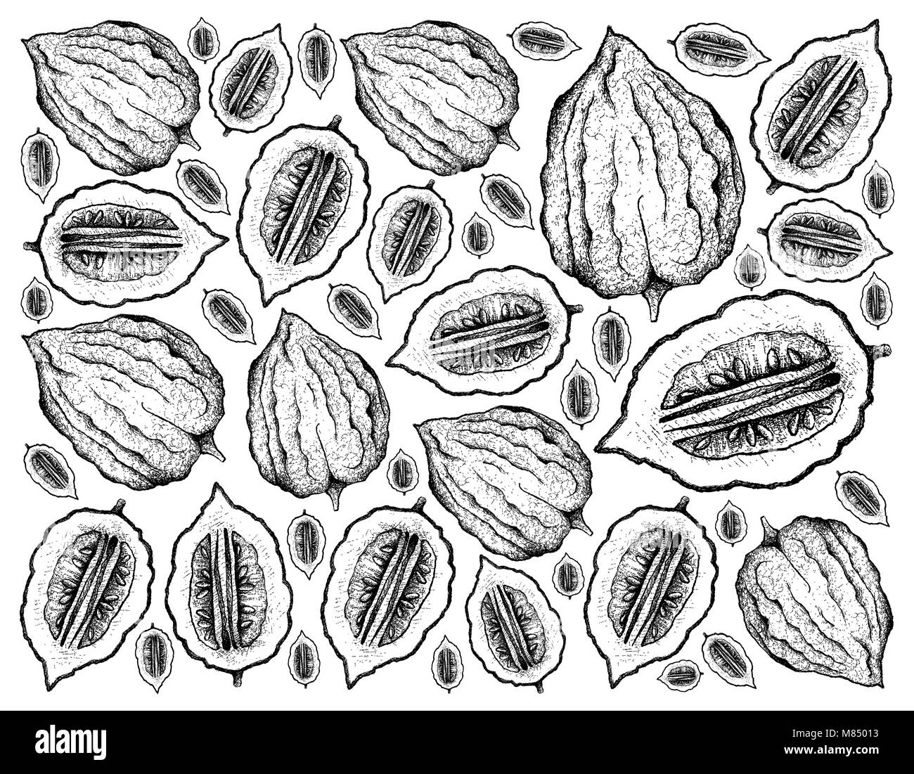 Tropical Fruit, Illustration Wallpaper Background Hand Drawn Sketch of Etrog Fruits, Essential Nutrient for Life with Vitamin C. Stock Photo