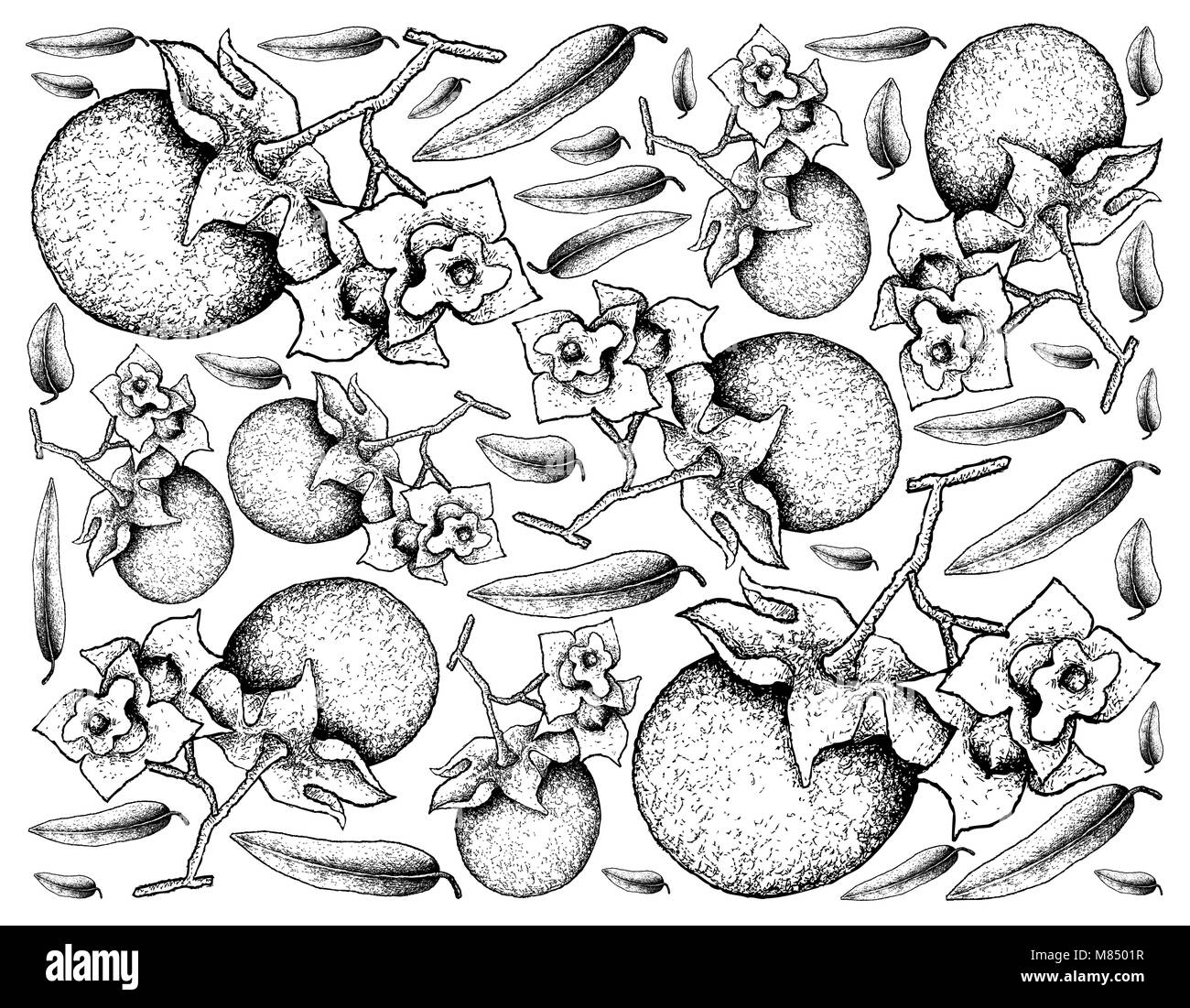 Tropical Fruit, Illustration Wallpaper Background of Hand Drawn Sketch Ripe and Sweet Malabar Ebony or Diospyros Malabarica Fruits. Stock Photo