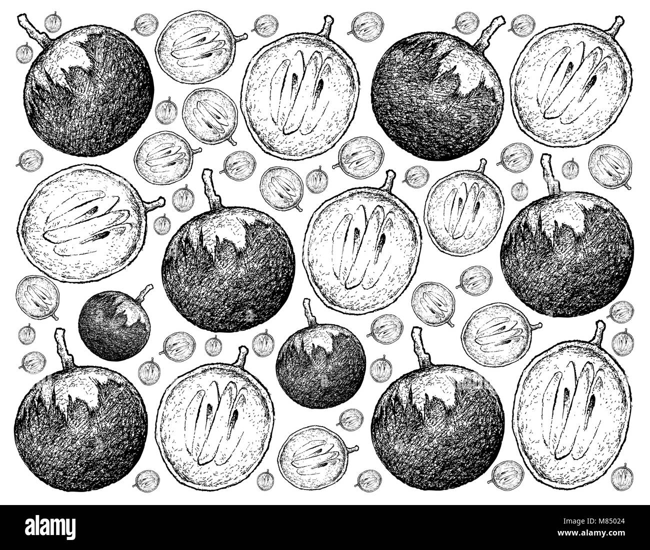 Tropical Fruit, Illustration Wallpaper Background of Hand Drawn Sketch of Star Apple or Chrysophyllum Cainito Fruits. Stock Photo