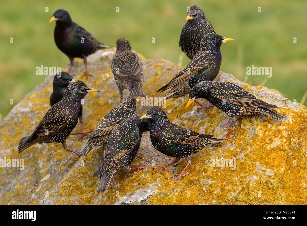 Group of starlings Stock Photo Alamy