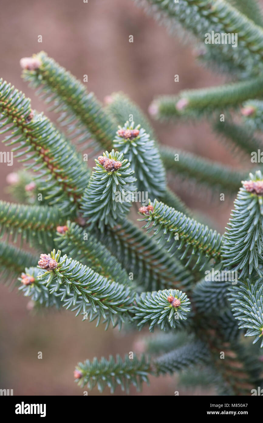 Abies pinsapo ‘Aurea’. Golden Spanish fir. Stiff-needled branches detail. UK Stock Photo