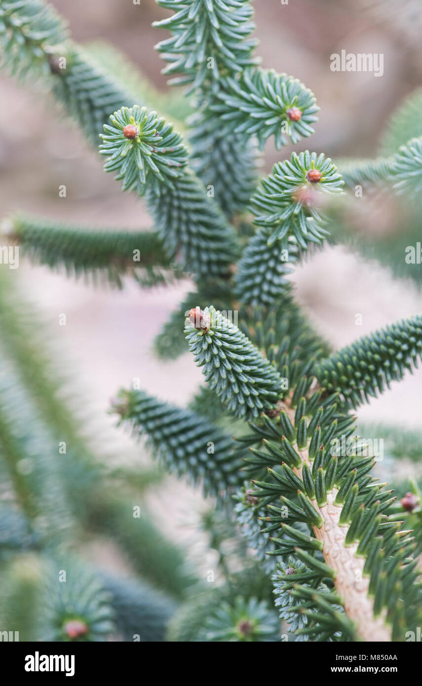 Abies pinsapo ‘Aurea’. Golden Spanish fir. Stiff-needled branches detail. UK Stock Photo