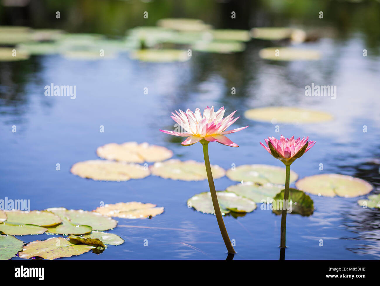 Water Lilies in a Calm Pont Stock Photo