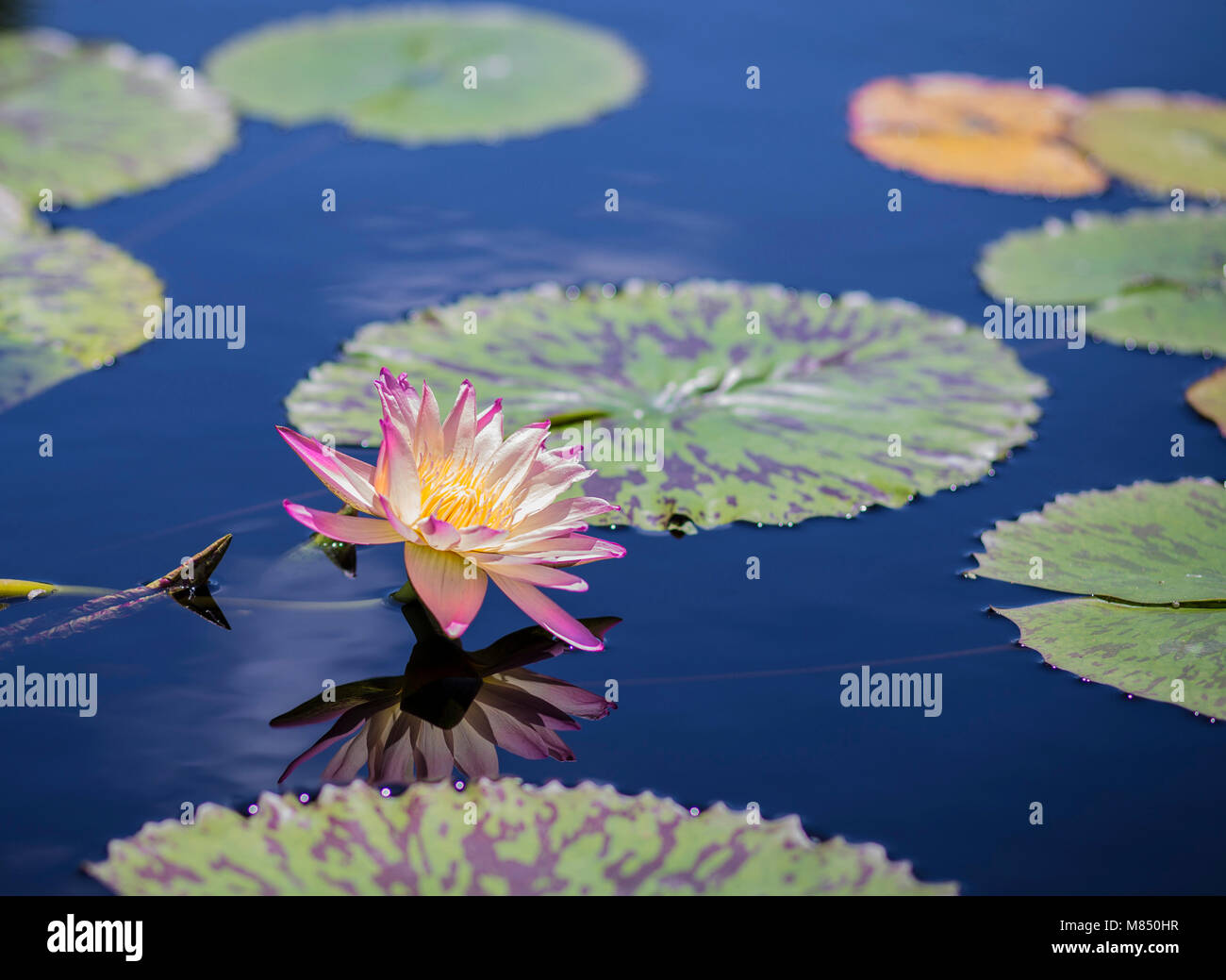 Water Lilies in a Calm Pont Stock Photo