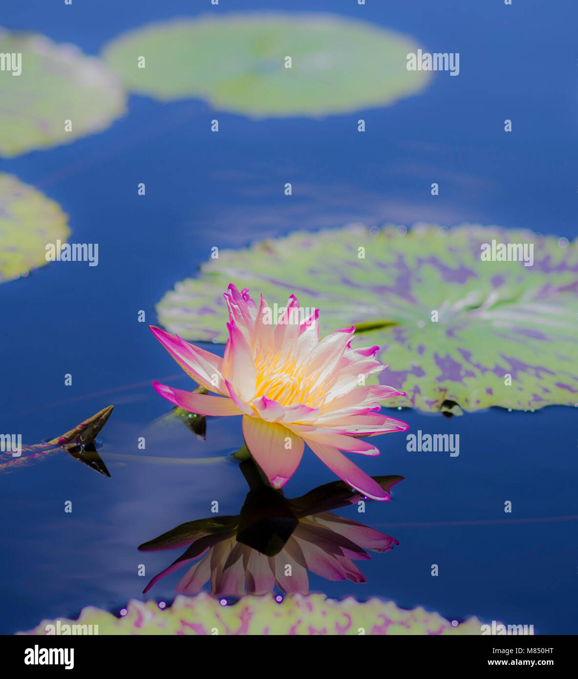 Water Lilies in a Calm Pont Stock Photo