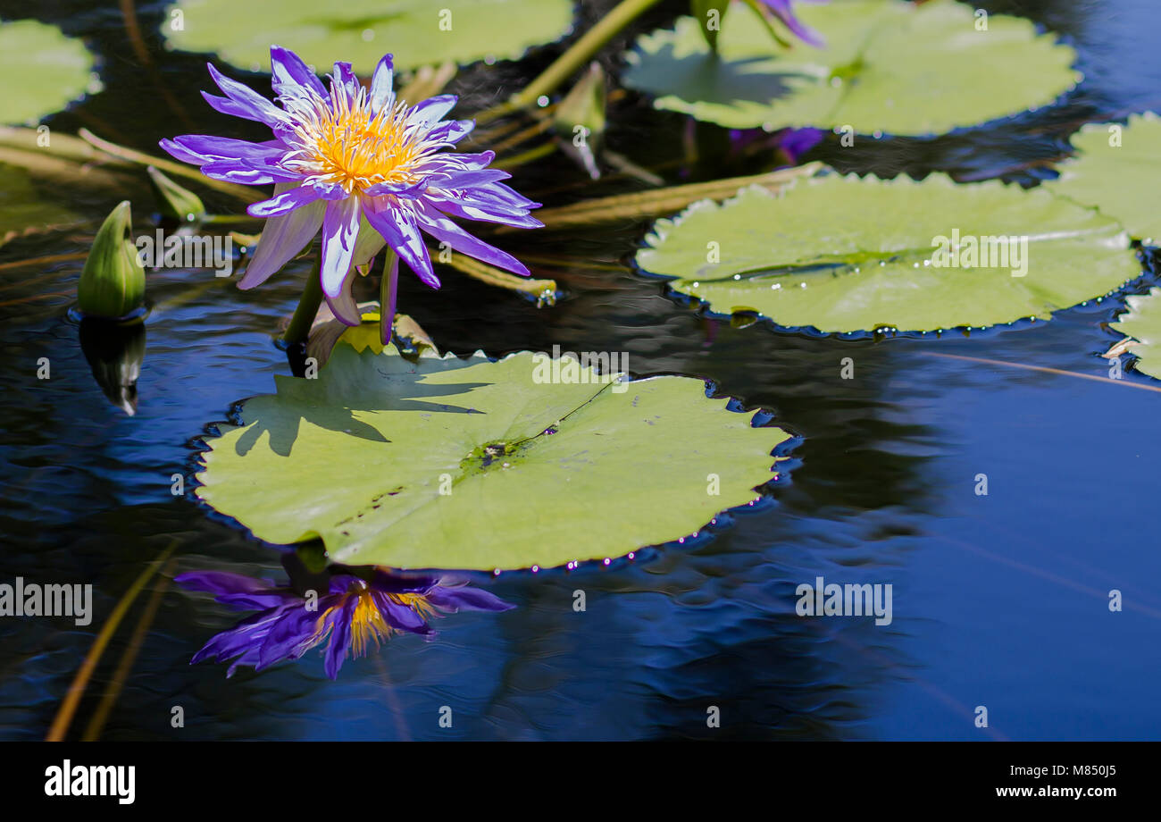 Water Lilies in a Calm Pond Surrounded by Lily Pads Stock Photo
