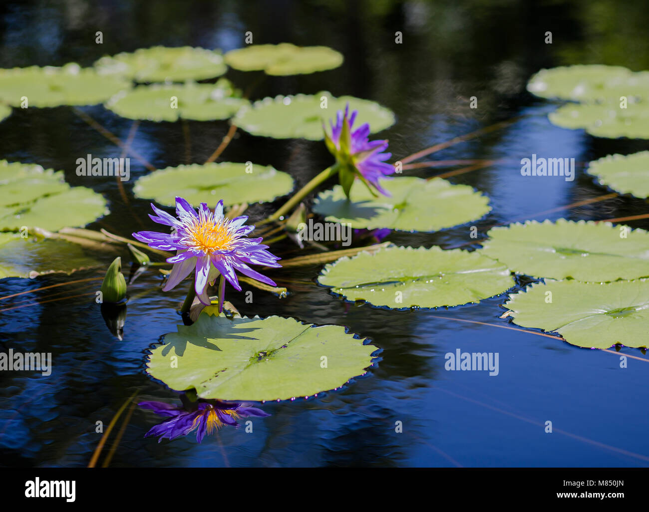 Water Lilies in a Calm Pond Surrounded by Lily Pads Stock Photo