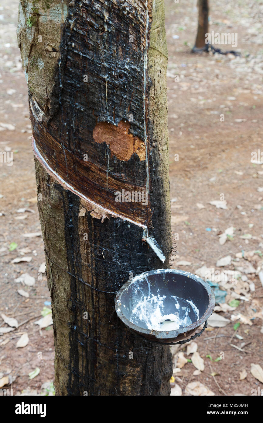 A rubber tree -production and collection of latex on a rubber plantation,  Cambodia Asia Stock Photo - Alamy