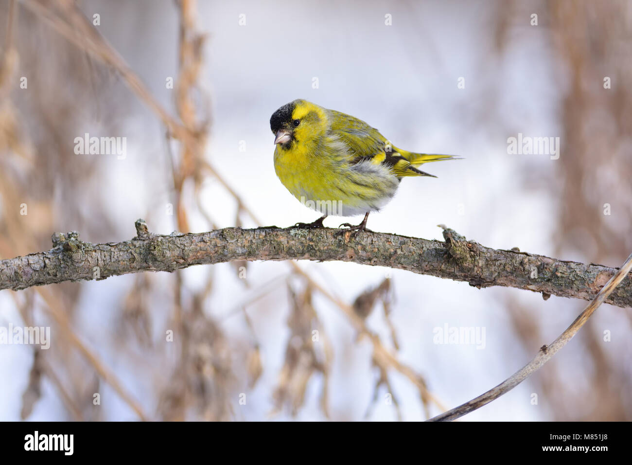 Eurasian siskin (Spinus spinus) tilted her head, sitting on a branch of larch. Stock Photo