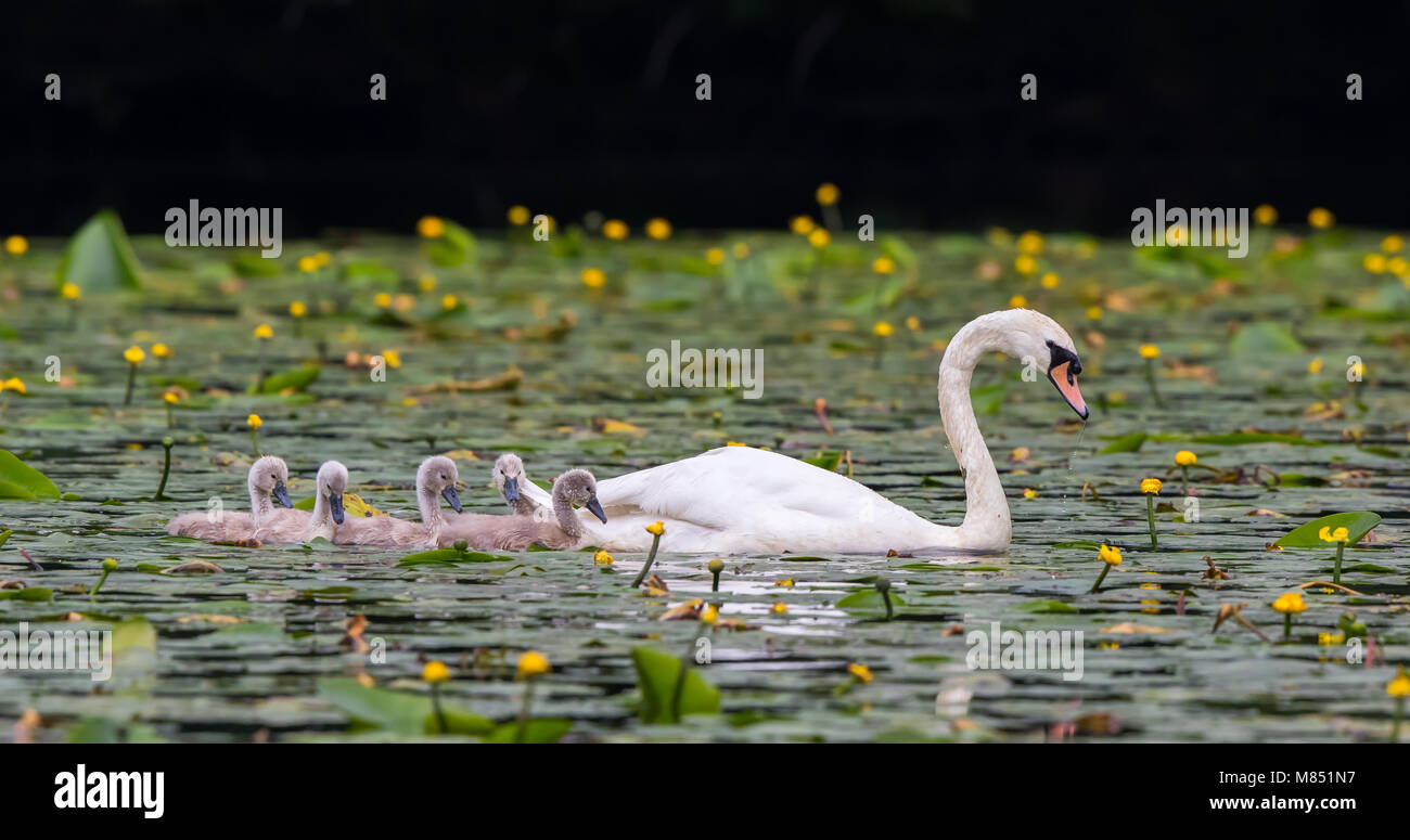 Side view of proud UK mute swan parent bird (Cygnus olor) & downy chicks, cygnets, swimming in water with flowering lily pads. Family outing. UK swans. Stock Photo