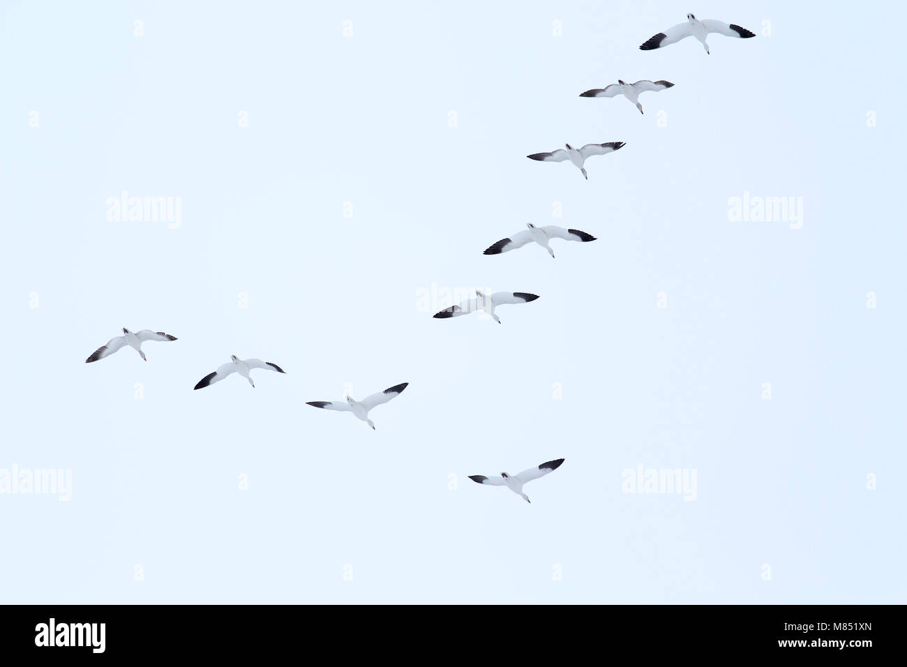 A small flock of snow geese in Delta, Utah Stock Photo