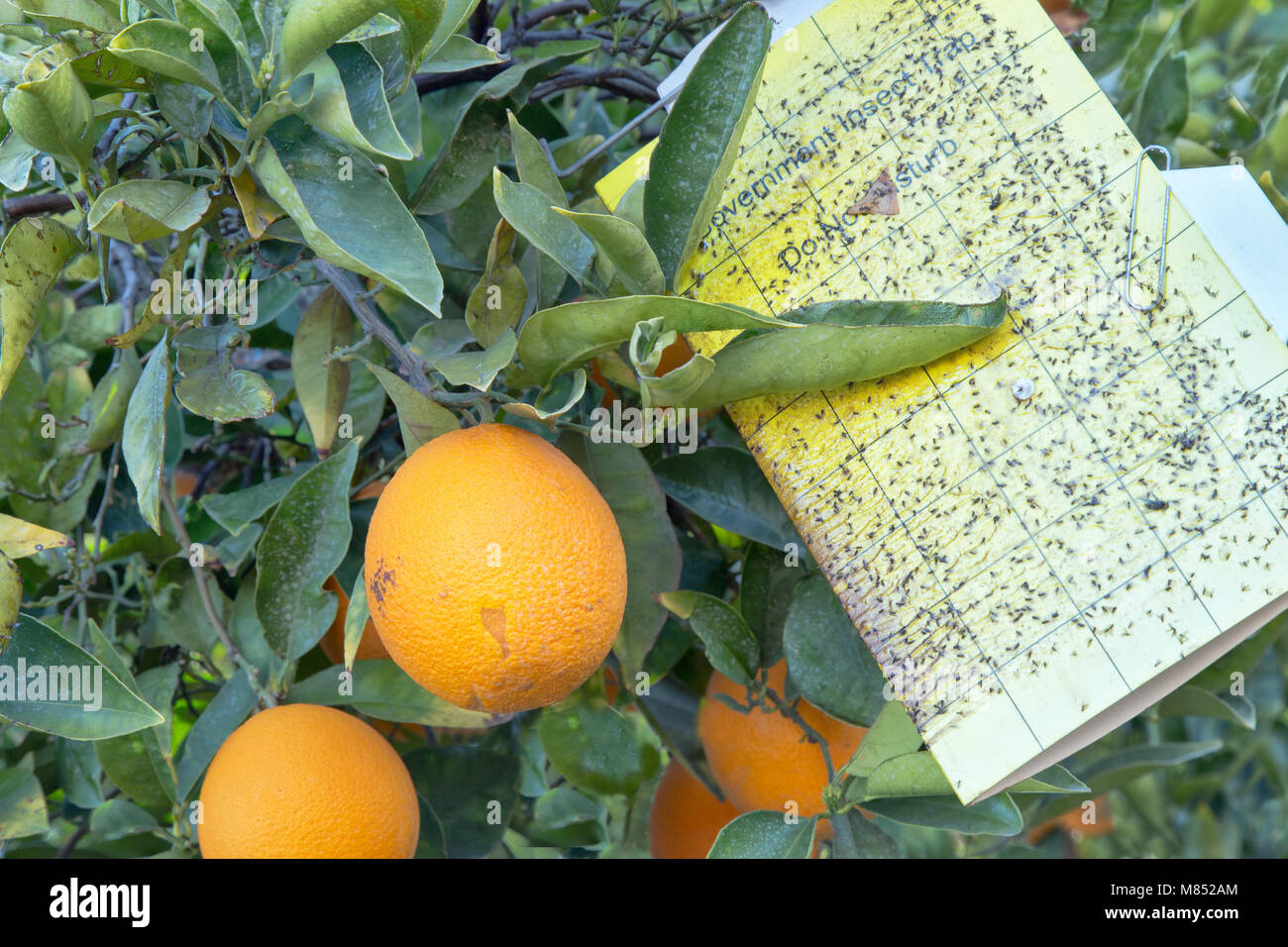 Treated Maturing Cutter nucellar Valencia Oranges on branch 'Citrus sinensis',  Government insect trap  'do not disturb'. Stock Photo